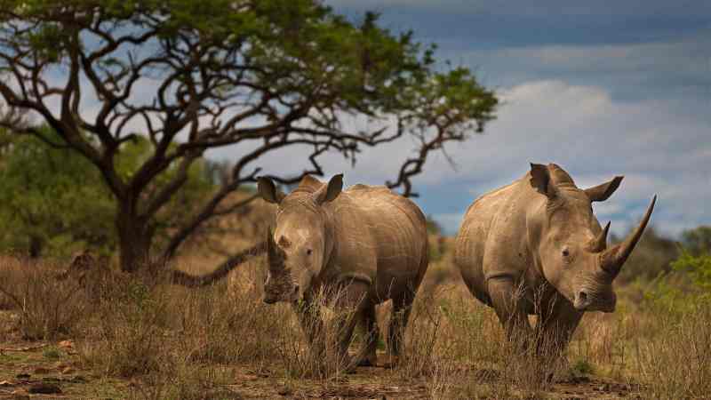 "Trouver mes amis pour les rhinocéros": Comment le suivi high-tech surveille la faune en Afrique