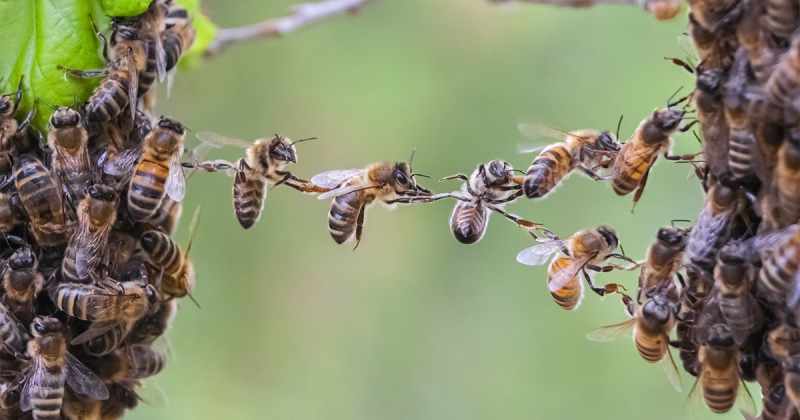 Journée mondiale des abeilles: les apiculteurs kenyans luttent contre les aléas croissants