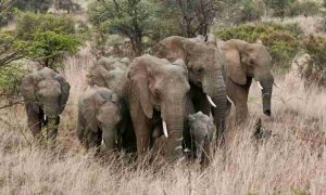 Une nouvelle étude révèle que les éléphants d'Afrique s'appellent par des noms uniques