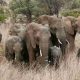 Une nouvelle étude révèle que les éléphants d'Afrique s'appellent par des noms uniques