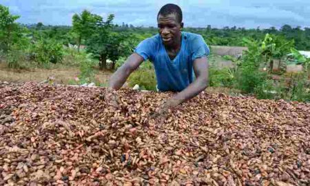 L'économie de la Côte d'Ivoire est affectée par une baisse de la production de cacao
