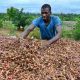 L'économie de la Côte d'Ivoire est affectée par une baisse de la production de cacao