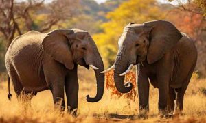 Les éléphants Africains s'appellent-ils vraiment par leur nom ?