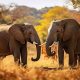 Les éléphants Africains s'appellent-ils vraiment par leur nom ?