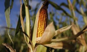 Le Nigeria utilise du maïs génétiquement modifié pour faire face à la crise alimentaire malgré les problèmes de sécurité