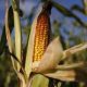Le Nigeria utilise du maïs génétiquement modifié pour faire face à la crise alimentaire malgré les problèmes de sécurité