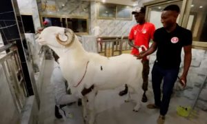 Les moutons les plus luxueux du Sénégal ne sont pas destinés à l'abattoir, mais à une vie de luxe