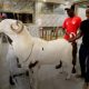 Les moutons les plus luxueux du Sénégal ne sont pas destinés à l'abattoir, mais à une vie de luxe