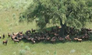 Le braconnage des antilopes en hausse au Soudan du Sud