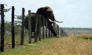 Piments et abeilles...Les armes des villageois pour faire face aux attaques d'éléphants en Tanzanie