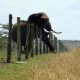 Piments et abeilles...Les armes des villageois pour faire face aux attaques d'éléphants en Tanzanie