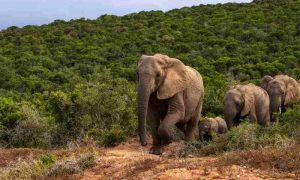 Des éléphants retournant dans la nature en Afrique après une séparation amère mais aussi douce