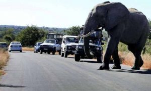 Un voyage d'horreur lors d'un safari en Afrique du Sud...Des éléphants en colère piétinent à mort un touriste devant sa fiancée