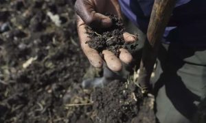 Les agriculteurs kenyans se tournent vers des méthodes durables pour lutter contre l'acidité des sols
