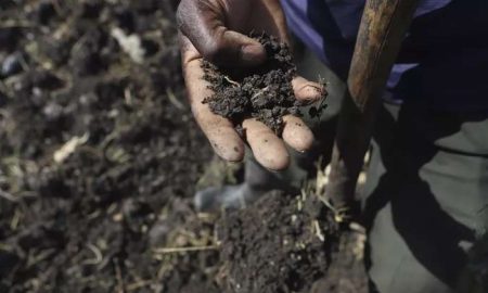 Les agriculteurs kenyans se tournent vers des méthodes durables pour lutter contre l'acidité des sols