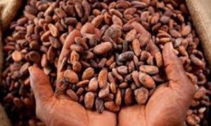La contrebande est une ruse pour les producteurs de cacao du Ghana face à la détérioration de leur monnaie