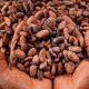 La contrebande est une ruse pour les producteurs de cacao du Ghana face à la détérioration de leur monnaie