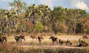 La vie revient dans la réserve de Gorongosa au Mozambique