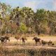 La vie revient dans la réserve de Gorongosa au Mozambique