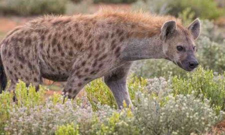Une hyène en fuite sème la panique dans une ville nigériane